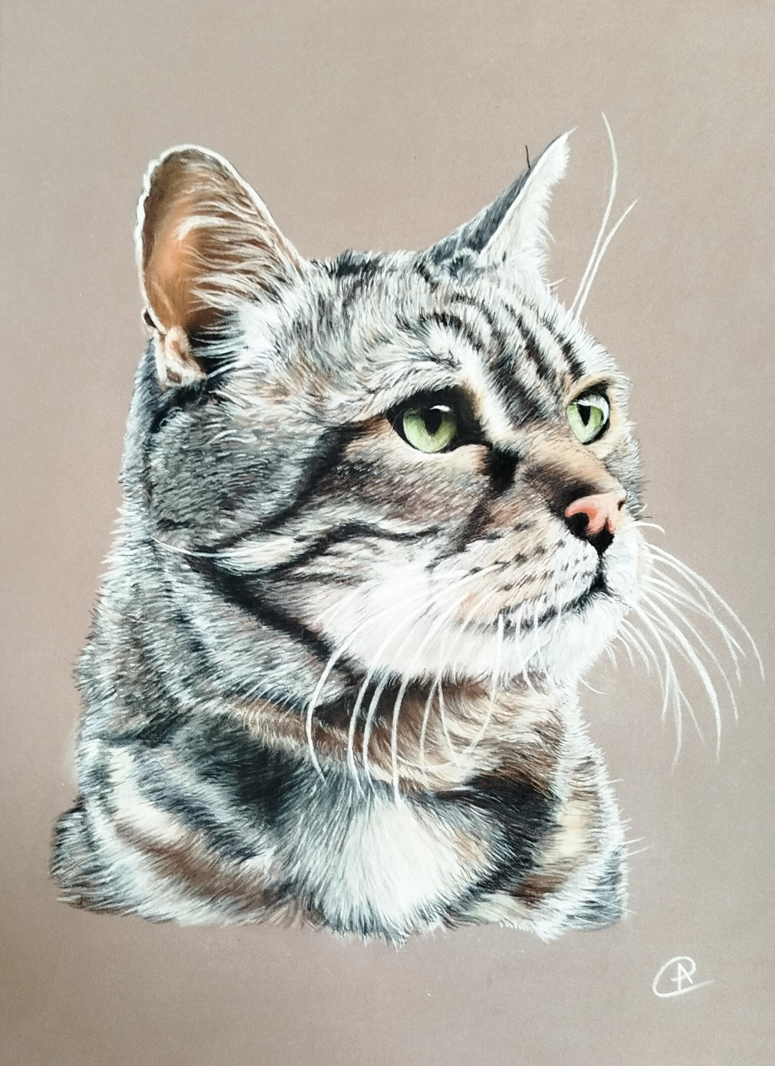 Untitled Portrait de chat au pastel sec